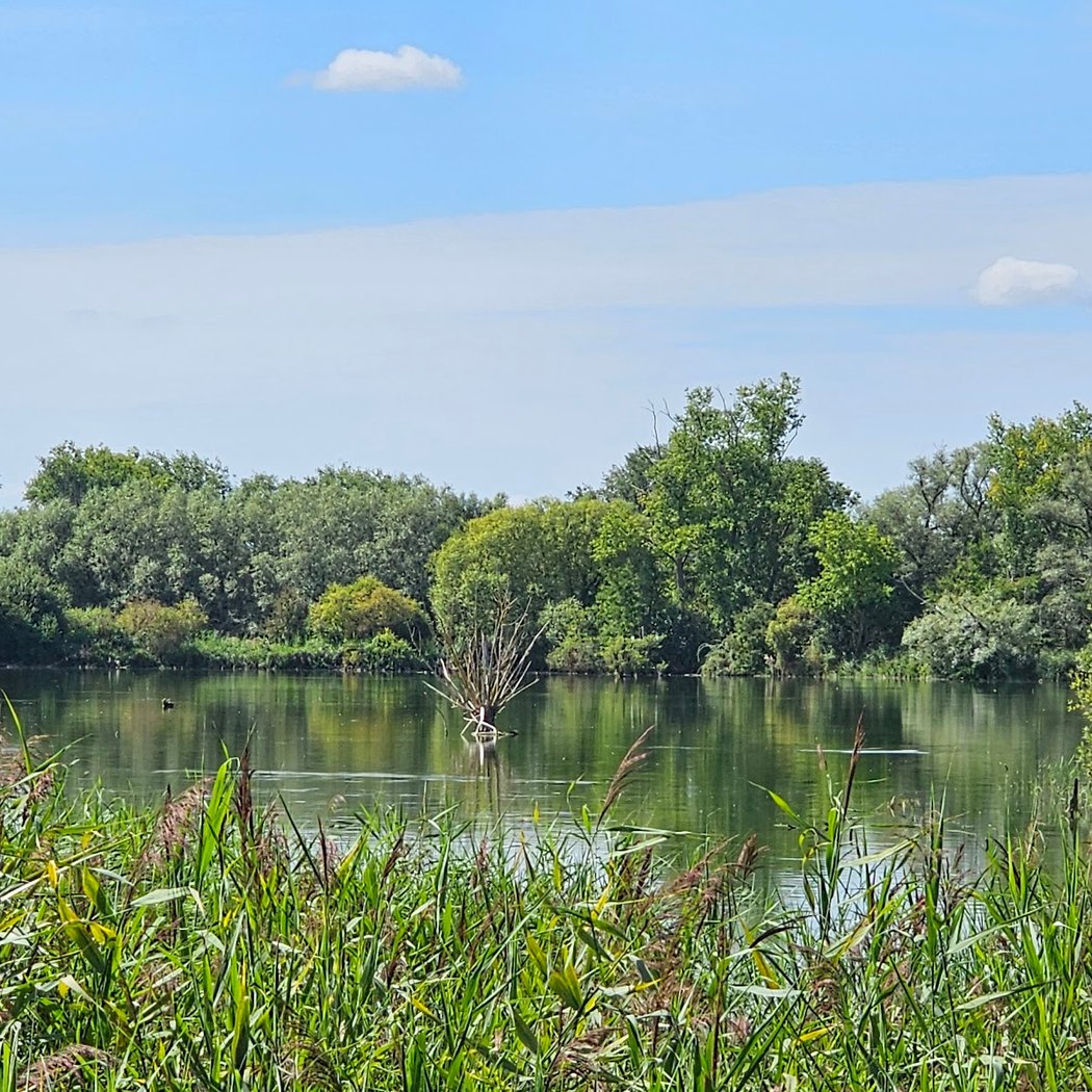 Marais de Cambrin 1