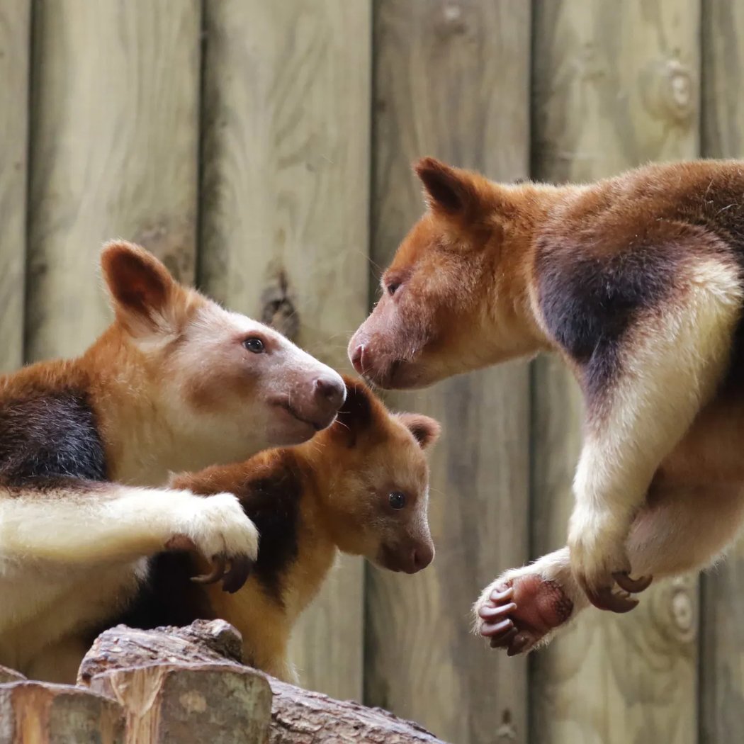 Rencontre avec les dendrolagues 1