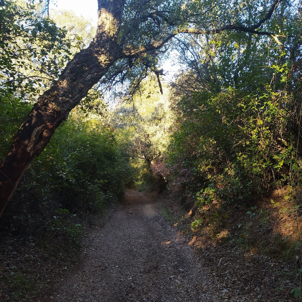 Vereda de Constantina. Camino del Tunel 3