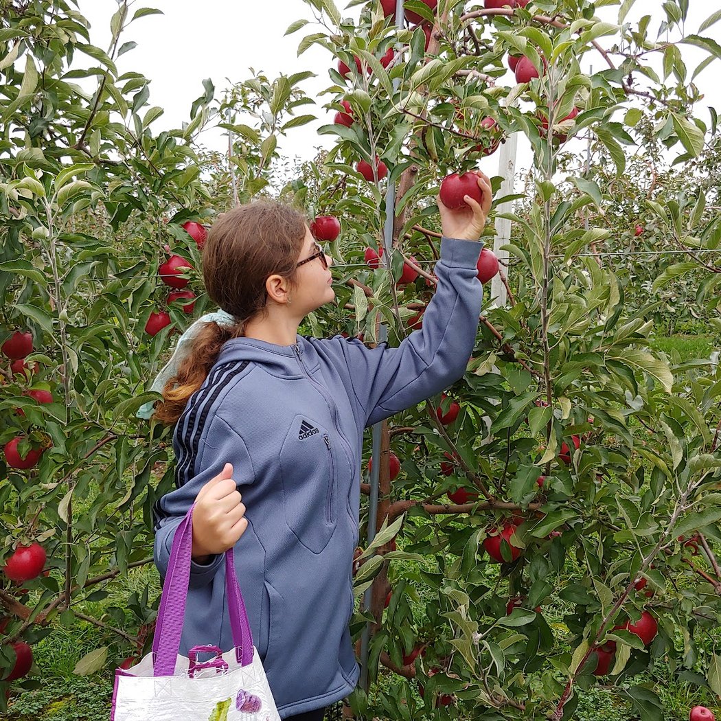 Navarino Orchard 3