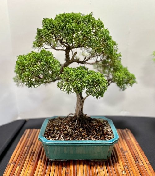 Bonsai for Beginners 2