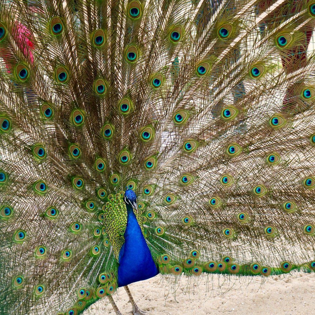 Le parc Charruyer 3