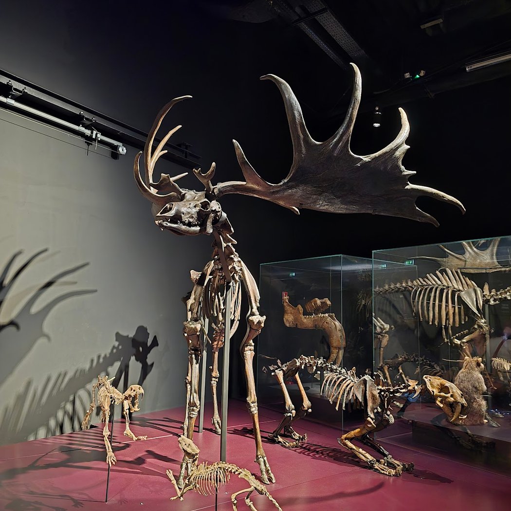 Museum Quest 1