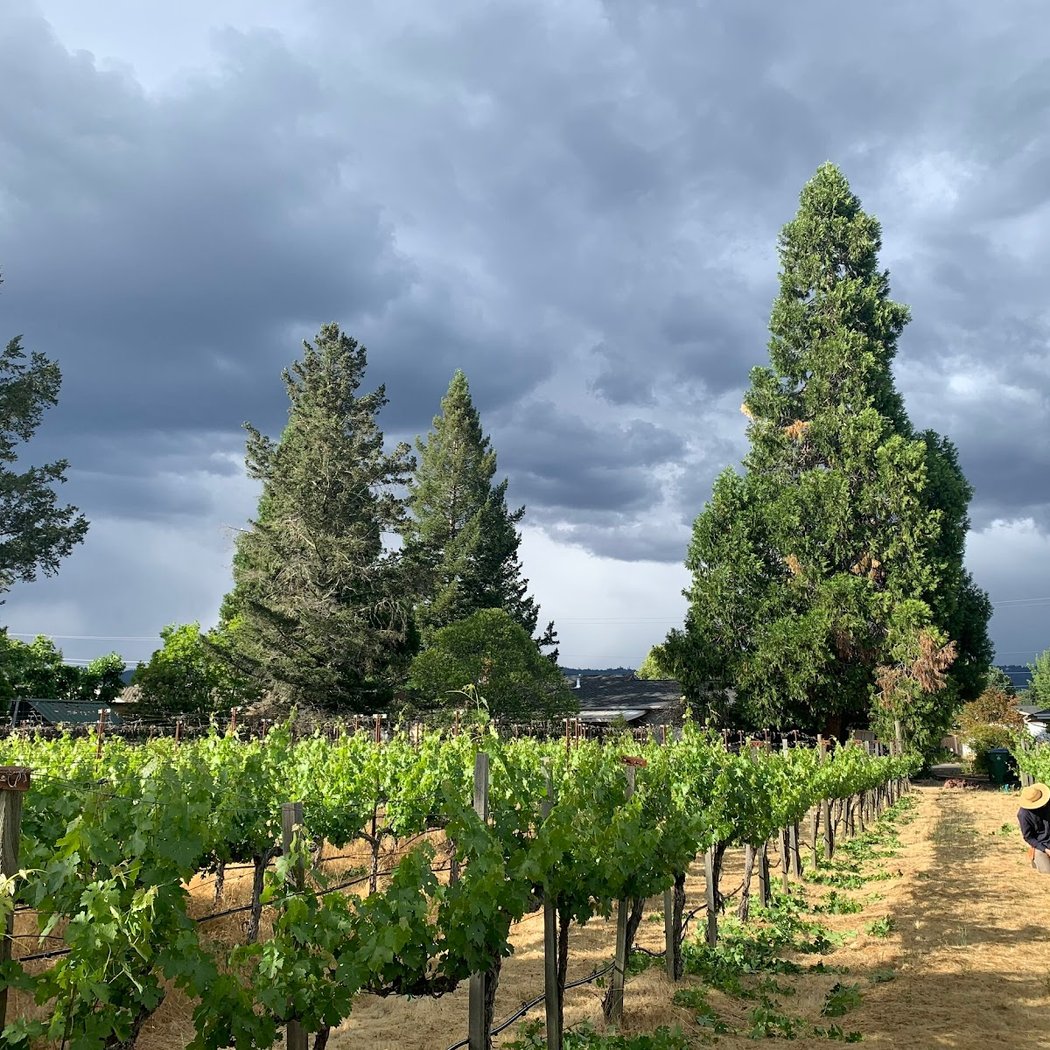 Accenti Wines 3
