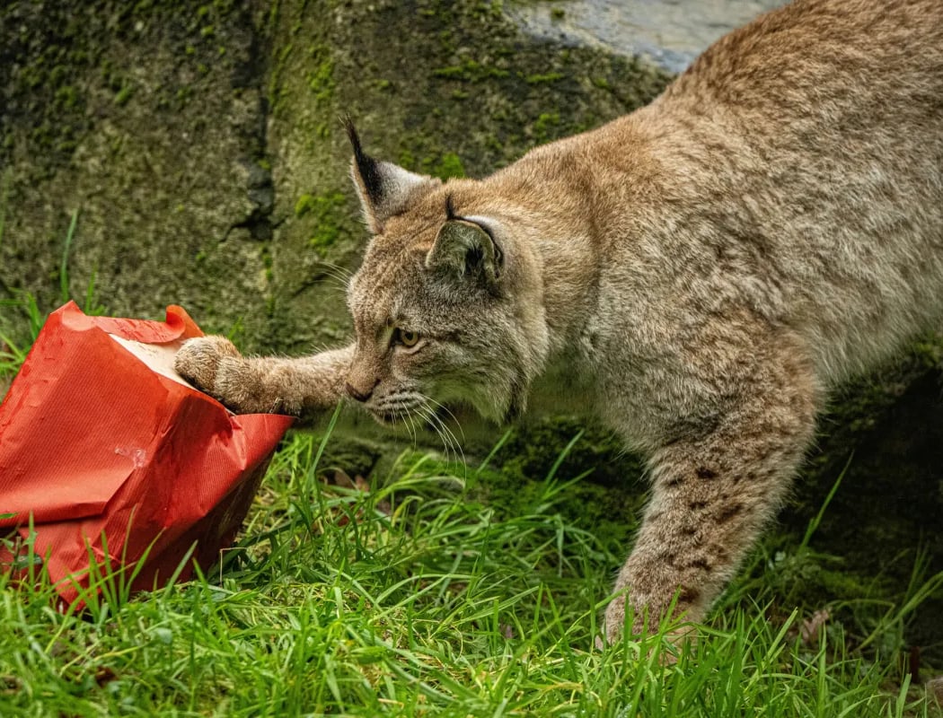 VOS VACANCES D'HIVER AU ZOO 1