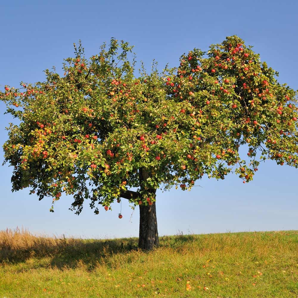 U-Pick Apples 3