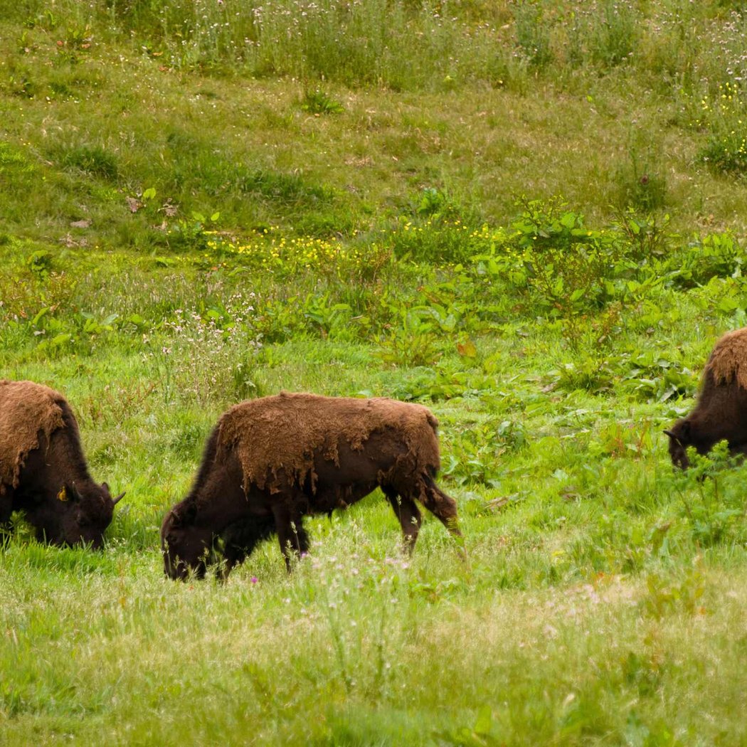 Bison Paddock 3