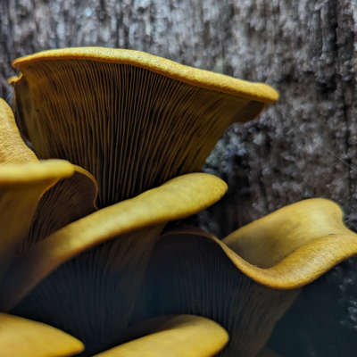 Fungi in Focus: Ecology and Identification 1