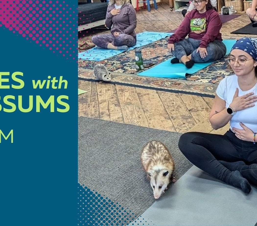 Poses With 'Possums: Opossum Yoga 1