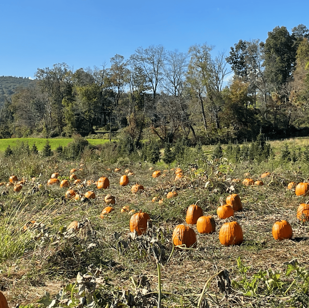 Angevine Farm - Pumpkin Patch & Harvest Barn 3
