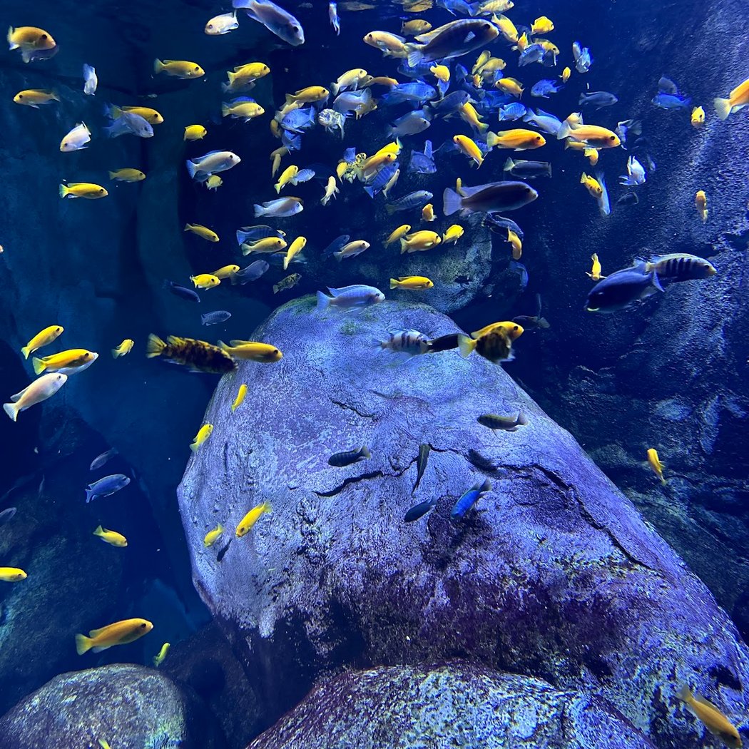 Aquarium of Lyon 2