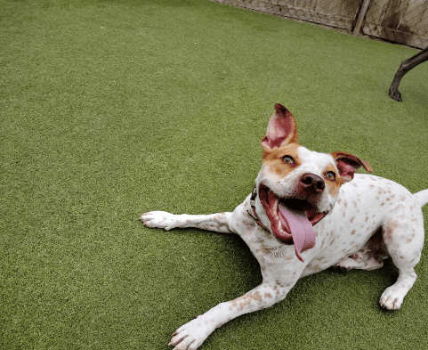Park-A-Pup San Rafael 1