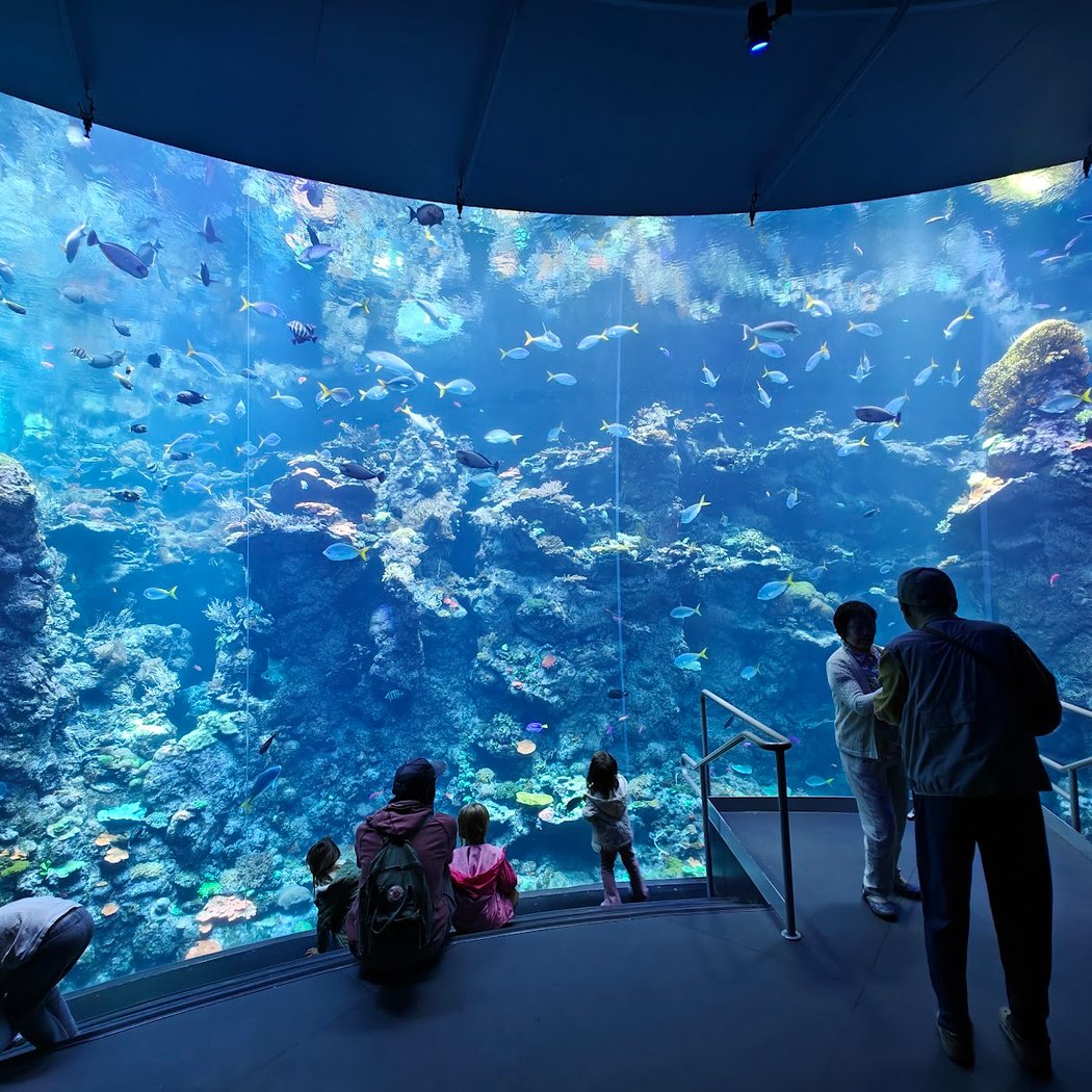 Steinhart Aquarium 1