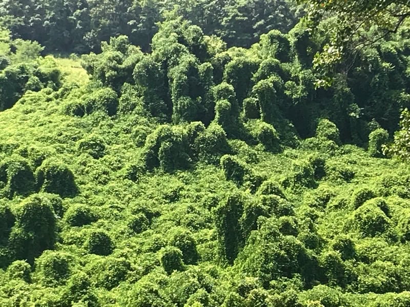 Kudzu Warriors 2