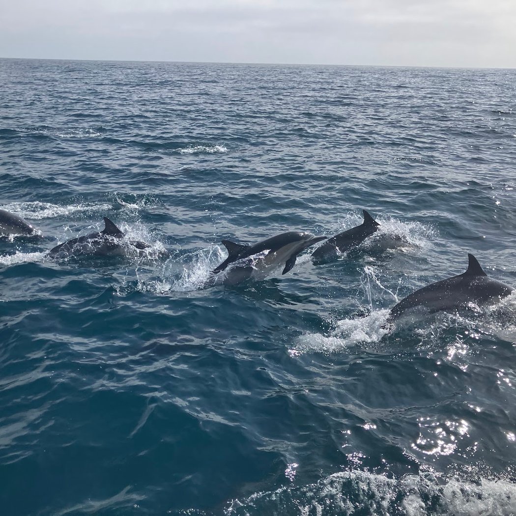 Island Packers Cruises 3