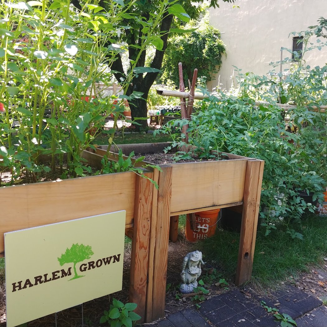 Harlem Grown 3