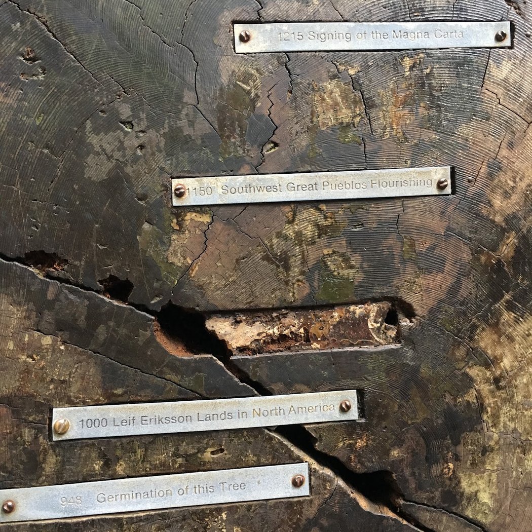Parson Jones Tree 3