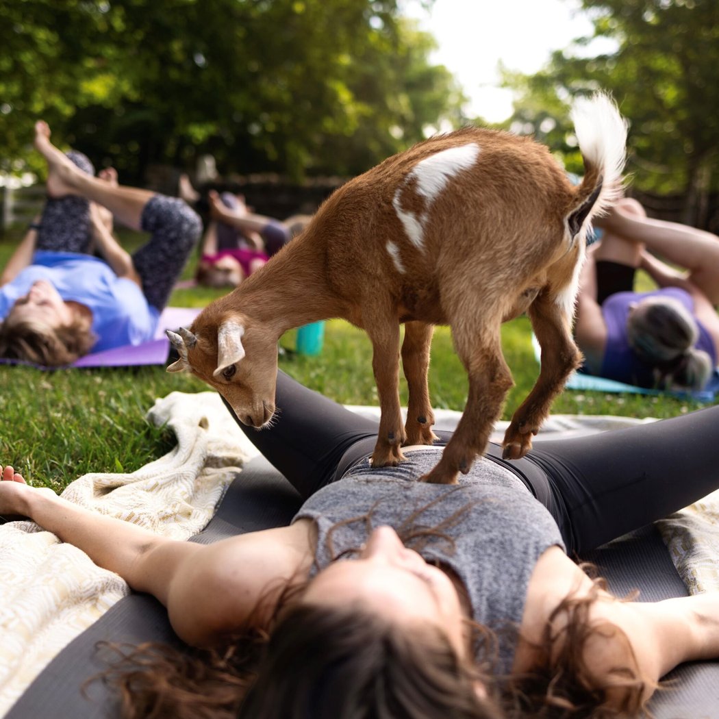 Goat Yoga 1