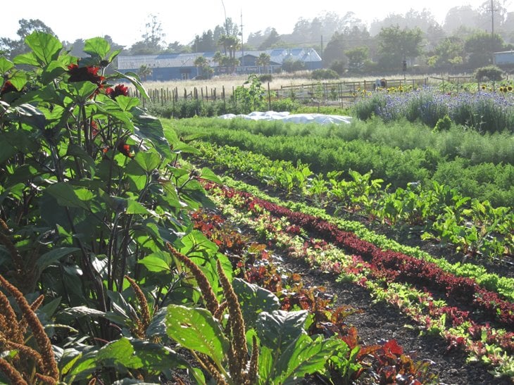 Community Seed Swap and Cookbooks/Gardening Books Exchange 1