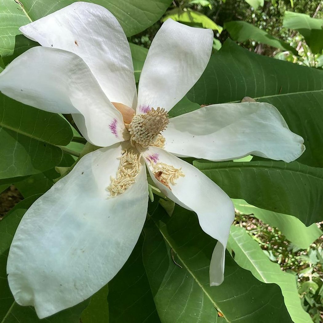 W. Gordon Belser Arboretum Monthly Open House 2