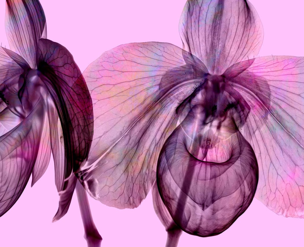 The Orchid Show 1