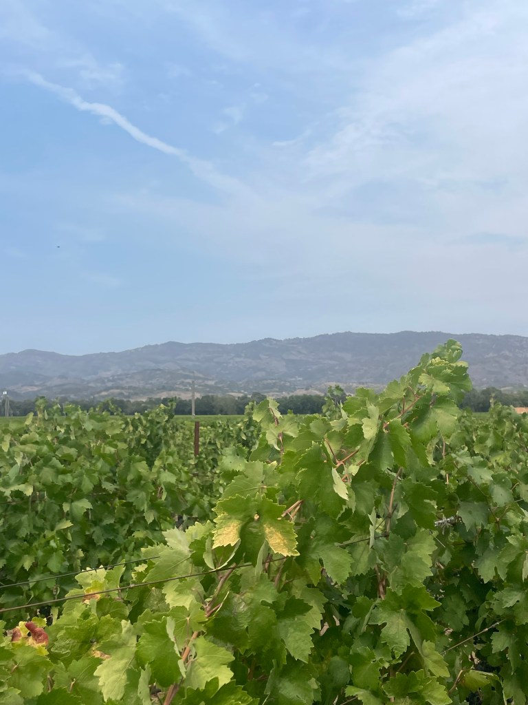 Robert Biale Vineyards 2