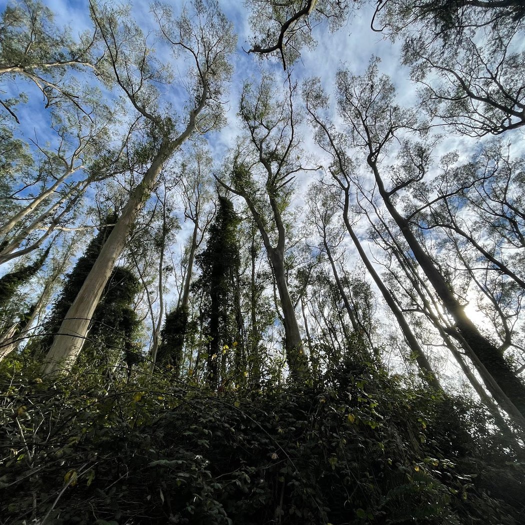 LushNature 2026 Spring Wildlife! Nature Walk and Bird Count 2