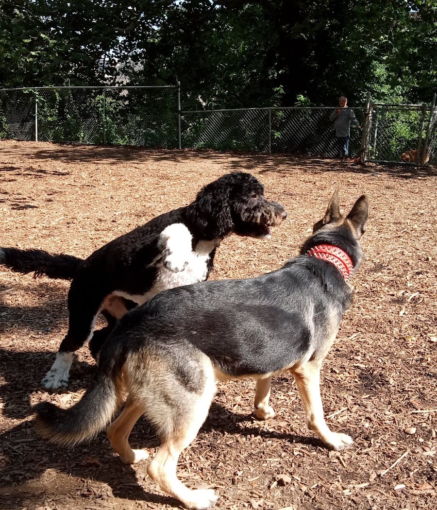Ewen Park Dog Run 1