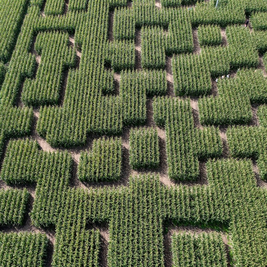 Giant Corn Maze 1