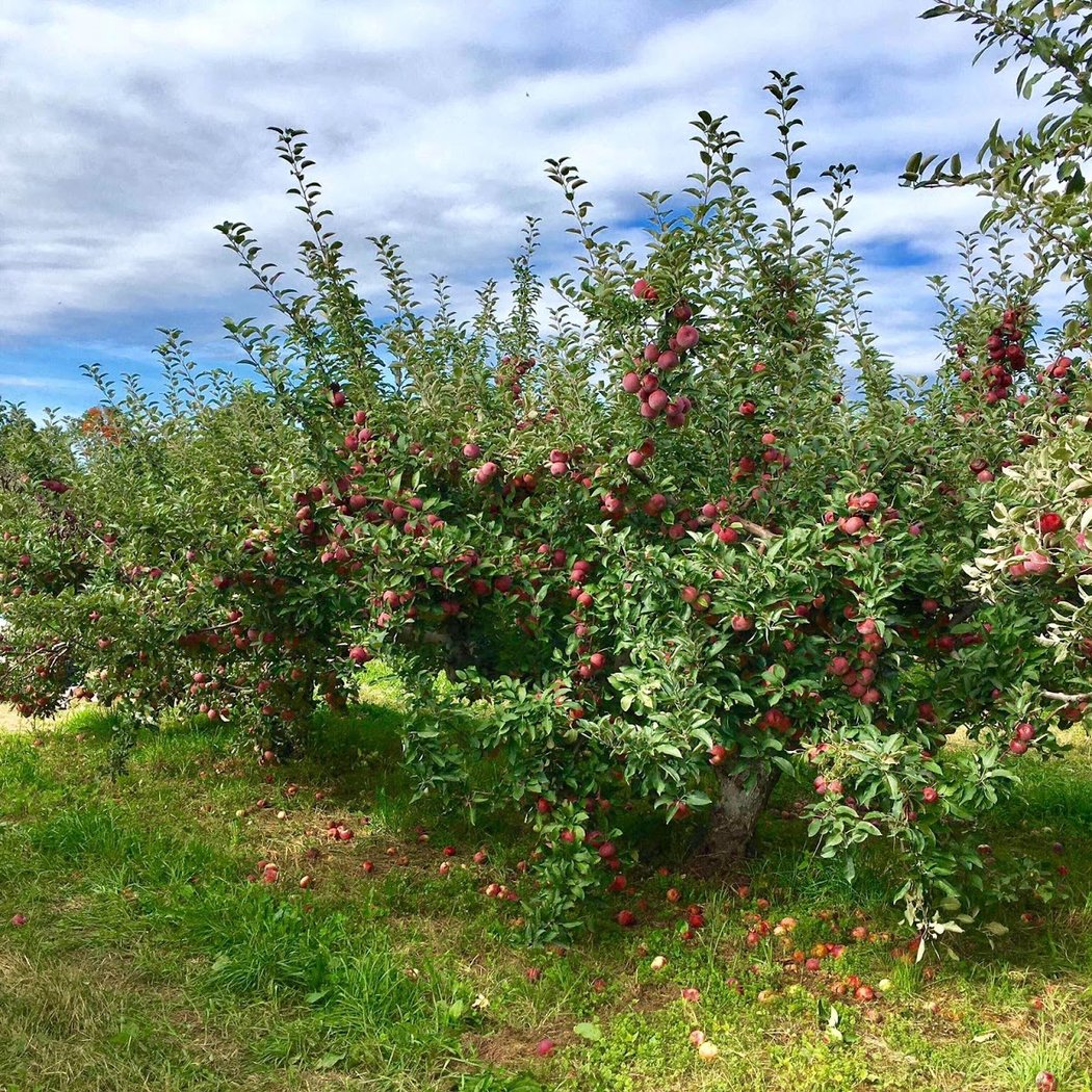 Cider Excursion 2