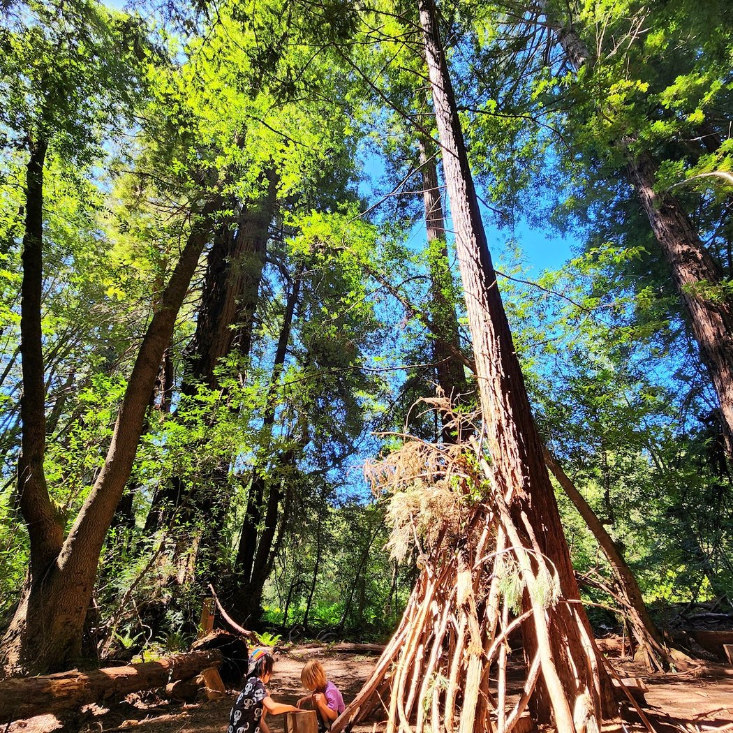 Roy's Redwoods Open Space Preserve 3