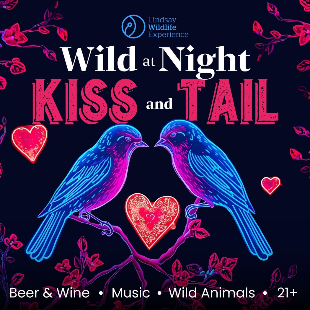 Wild@Night: Kiss & Tail 1