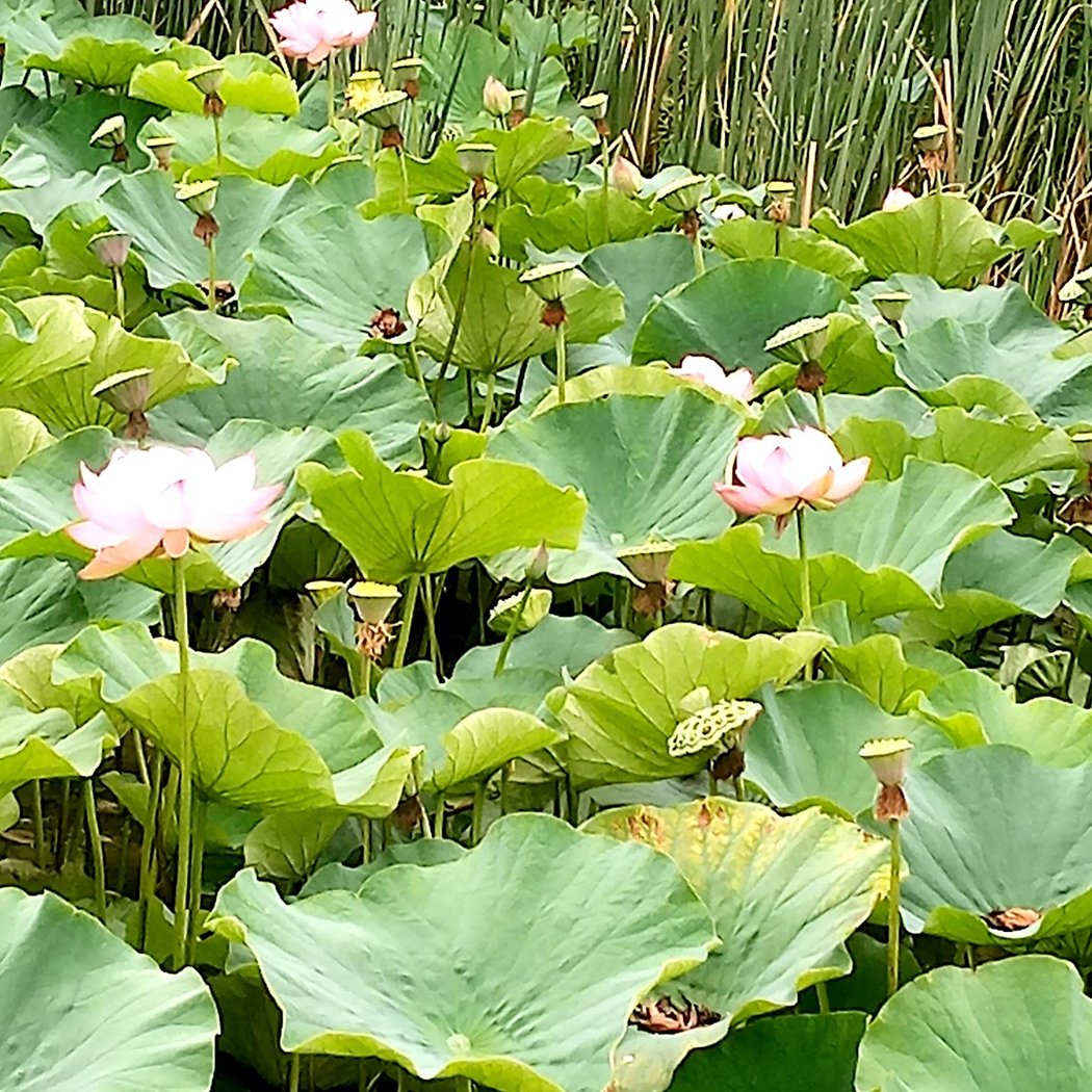 Camifolia Garden 3