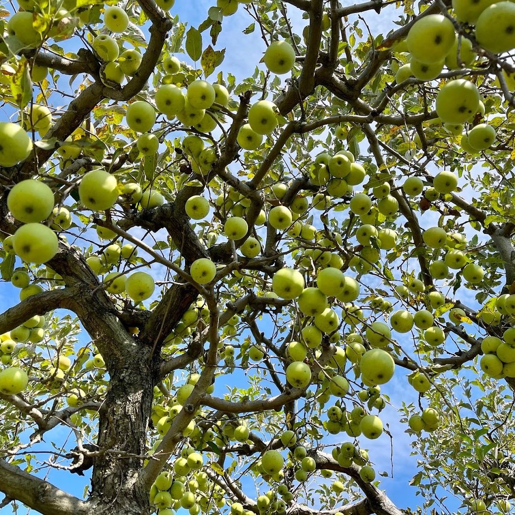 Hartland Orchard 2