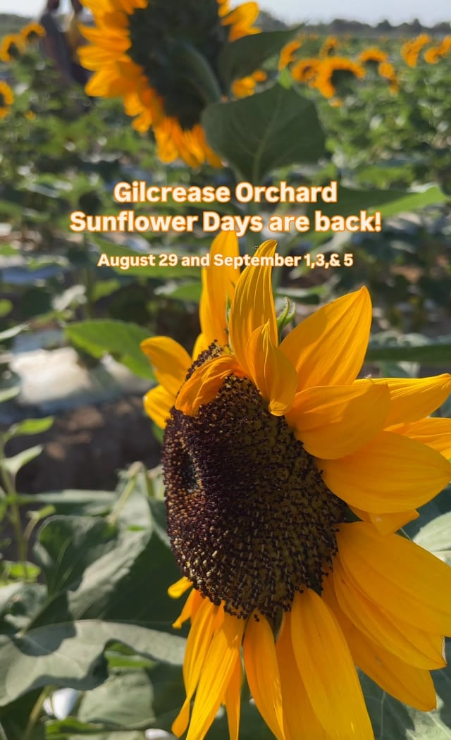 Sunflower Days 1
