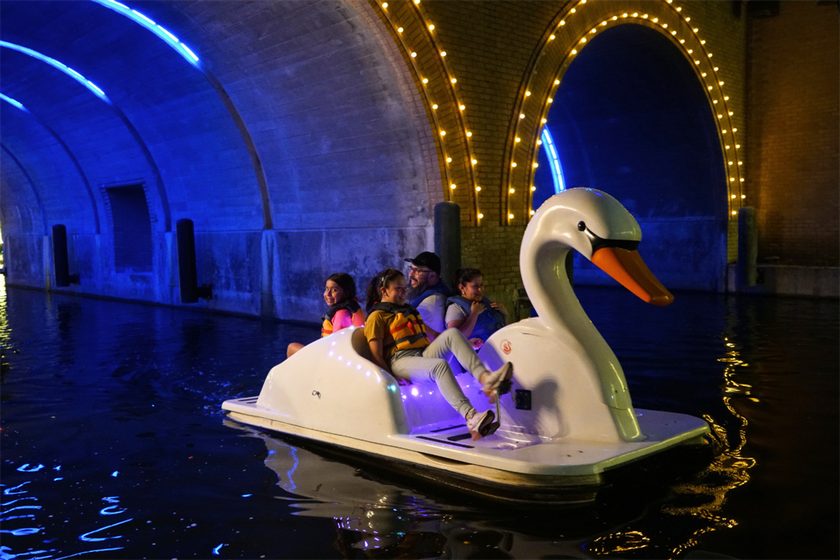 Starlight Swans 1
