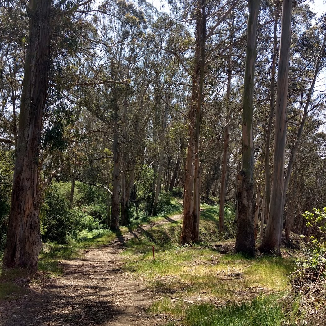 El Cerrito Foundation Memorial Grove 3