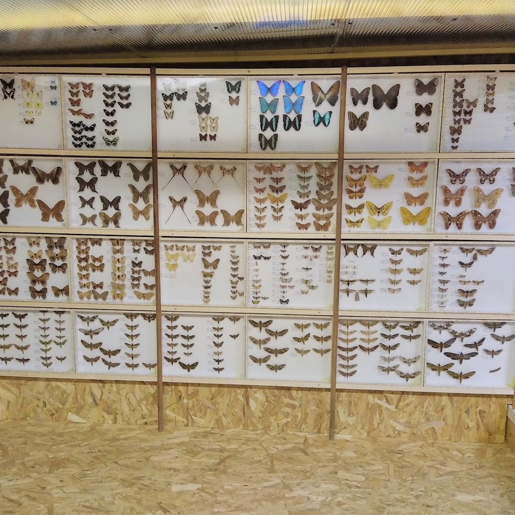 Muséum d'Histoire Naturelle de Puisaye (SHNY) 2
