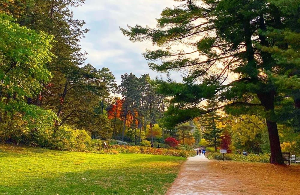Nichols Arboretum 1