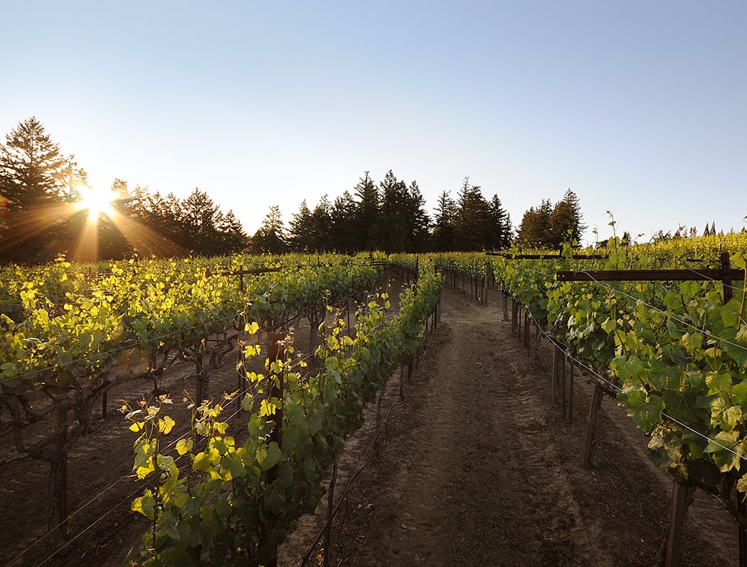 Wrights Station Vineyard & Winery 1