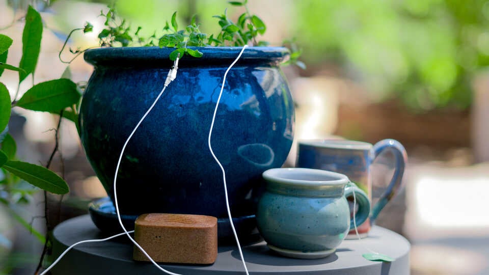 Mint Tea & Melodies