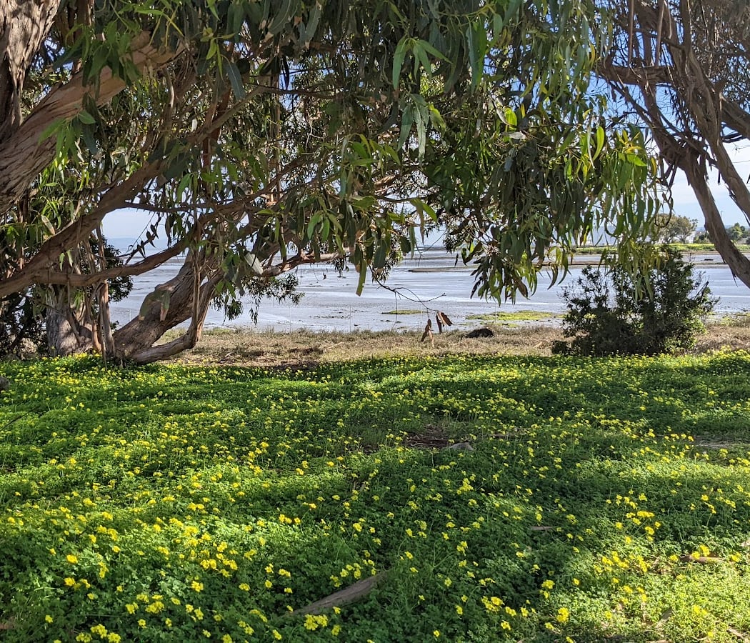 Bay Trail, Point San Bruno 2