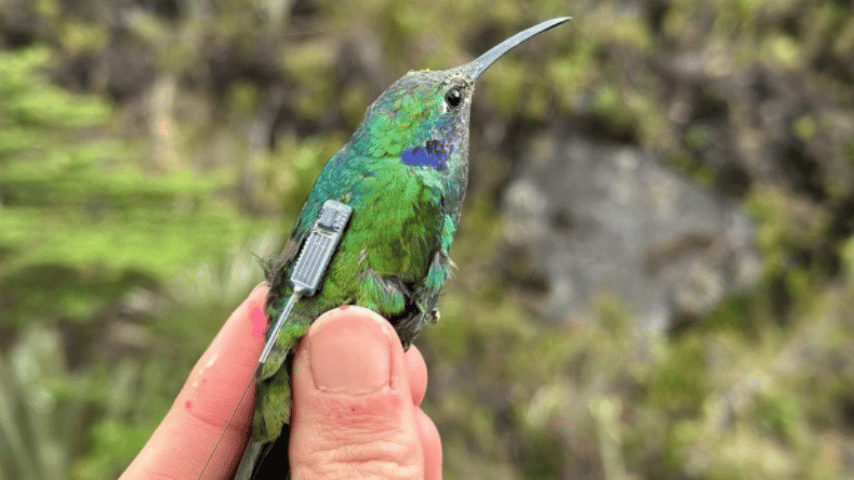 Hummingbird Banding 2