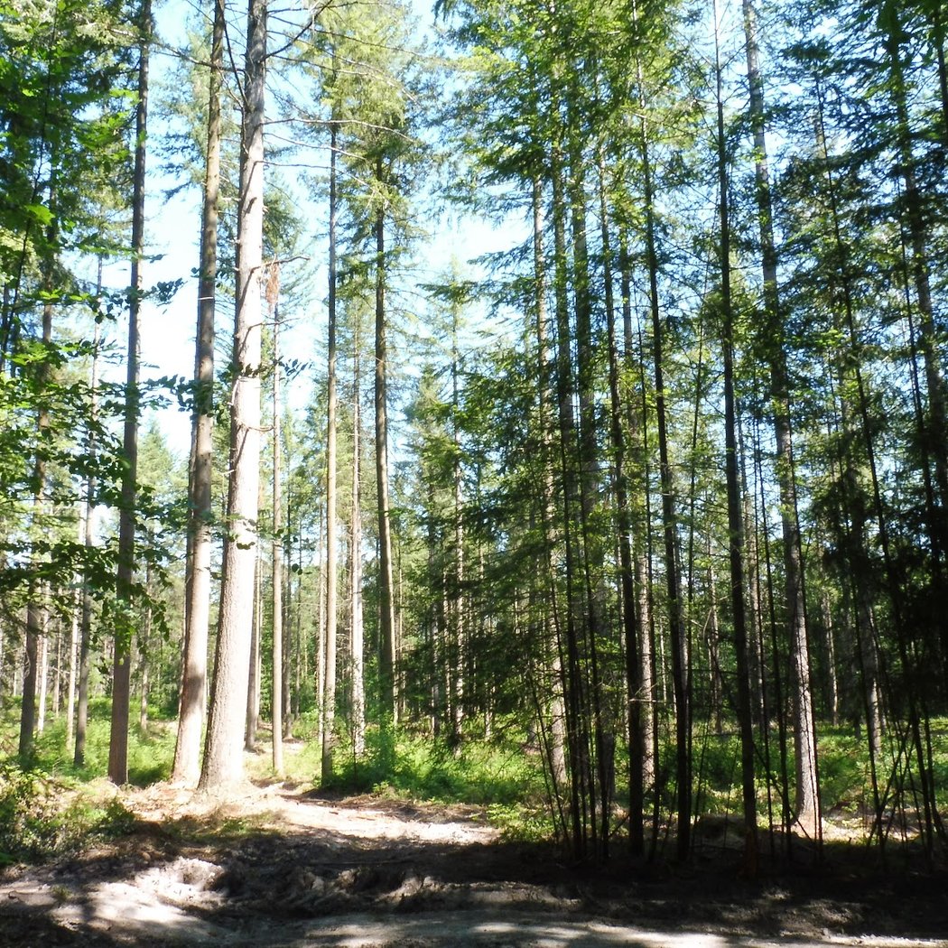 Forêt Domaniale de Sillé 3