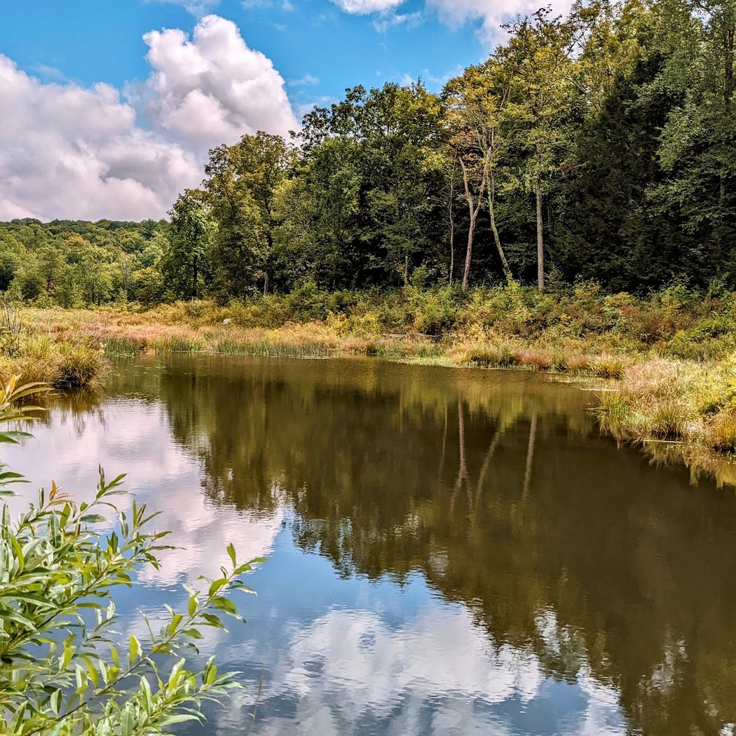 Stokes State Forest 1