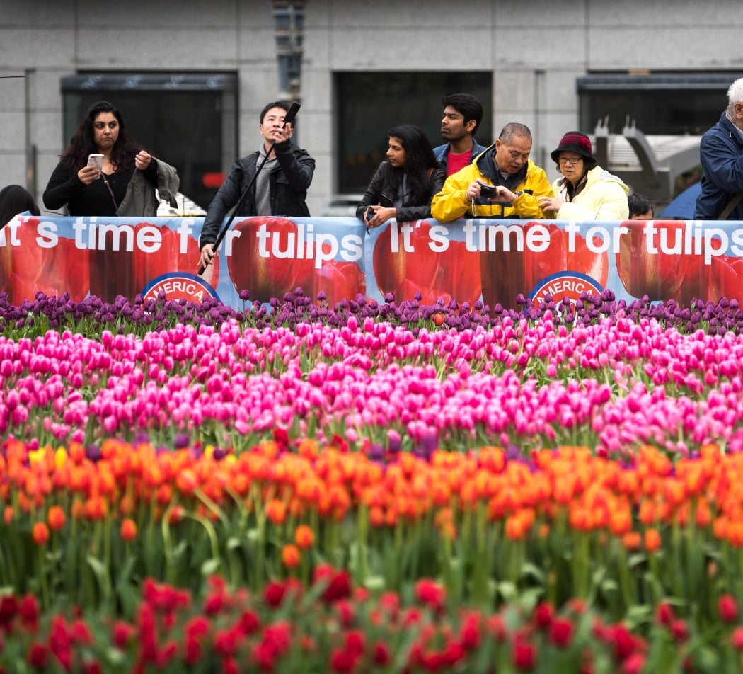 Tulip Day 2