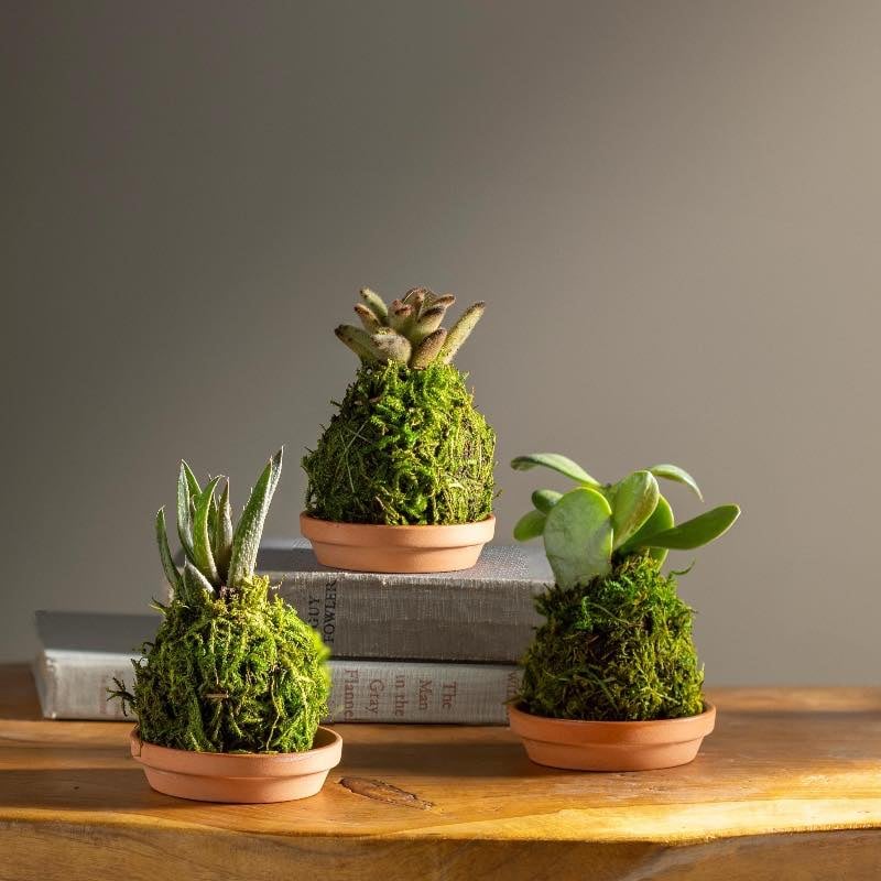 Kokedama Workshop 1