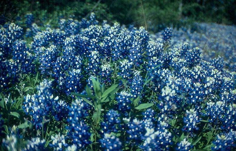 Plant Walk 2