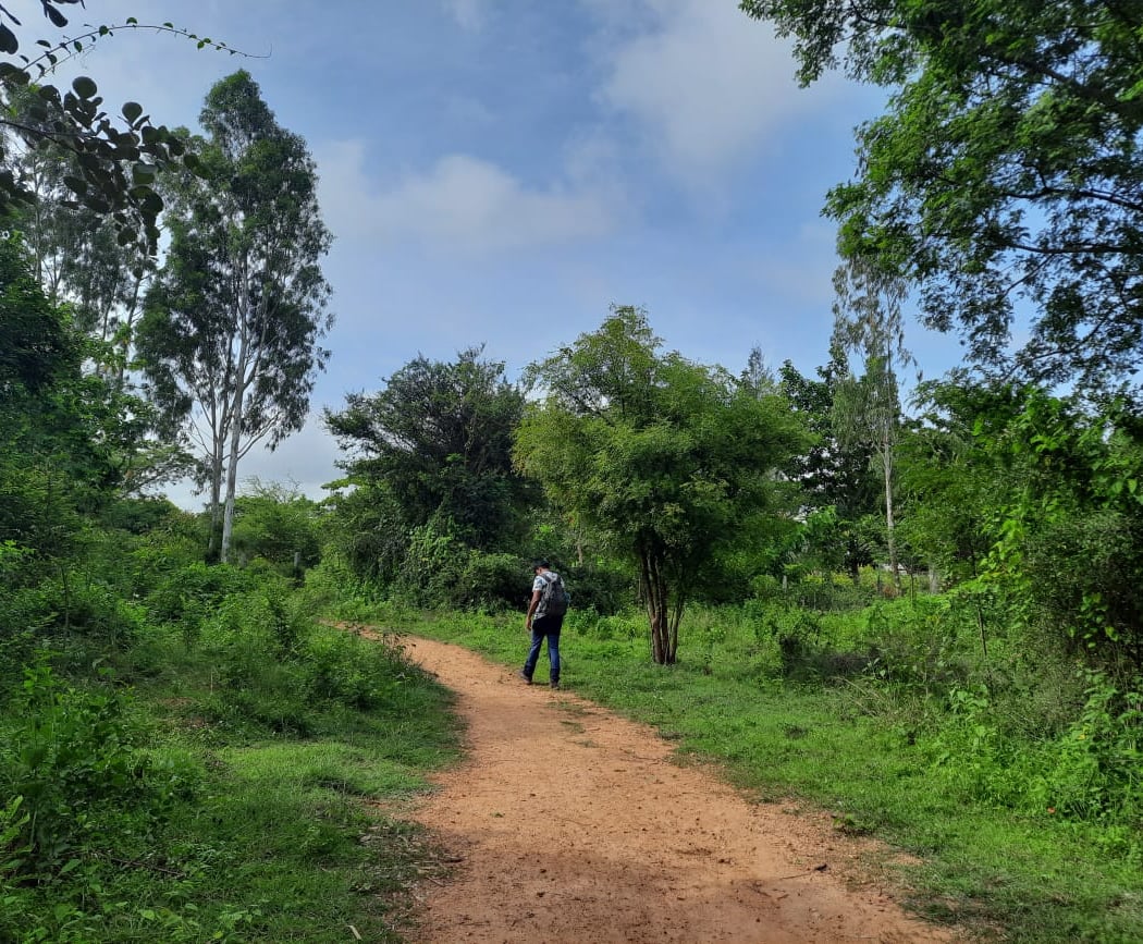 Avalahalli State Forest 3