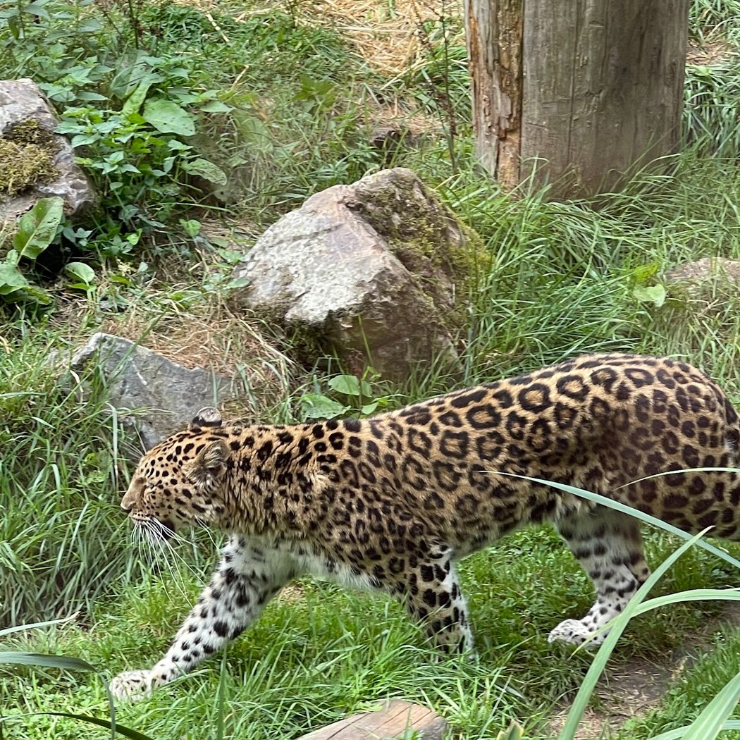Les Sables d'Olonne Zoo 2